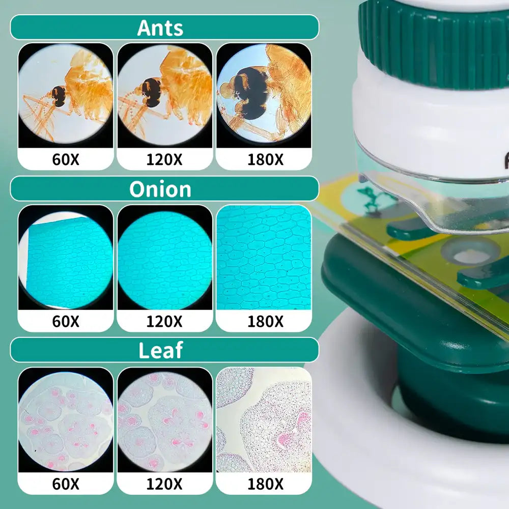 Exemple de observații la microscop Lean Toys pentru furnică, ceapă și frunză la măriri diferite.